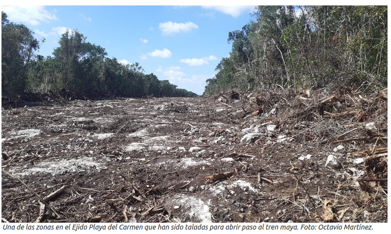 Foto einer entwaldeten Zone