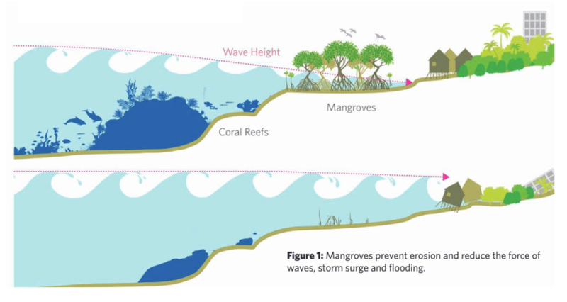 Wie Korallenriffe und Mangroven vor den Folgen von Hurrikans und Fluten schützen…