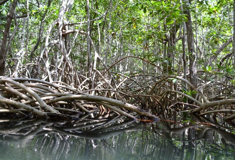 Mangroven sind eng mit dem Unterwassersystem der Cenotes verbunden